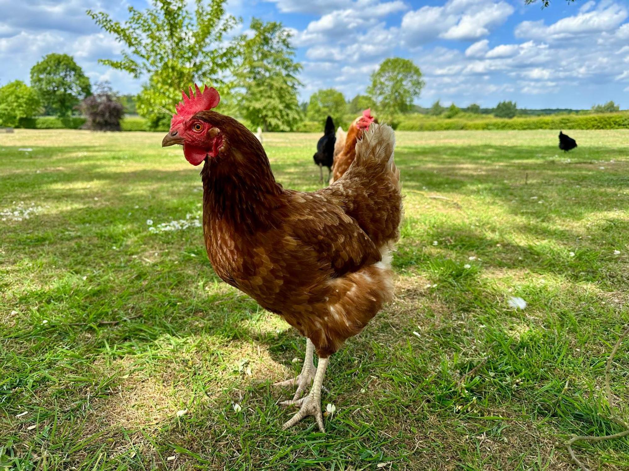 Charming Hen Cottage Countryside Retreat Lincoln Newball Kültér fotó